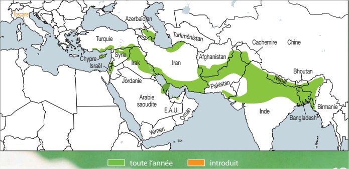 Air de répartition du francolin noir