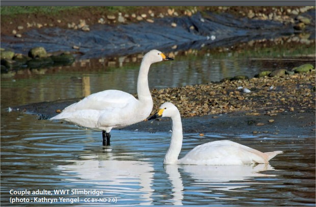 Couple adulte cygne de Bewick