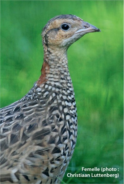 Femelle Francolin noir