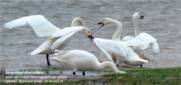 Groupe de cygnes de Bewick