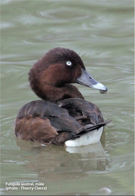 Fuligule austral, mâle 