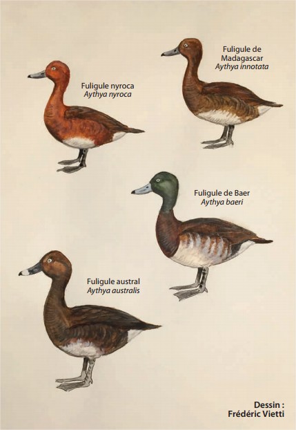 hors serie aviornis 2017 - les nyrocas