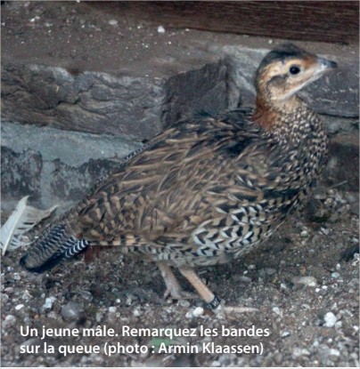 Jeune Francolin noir