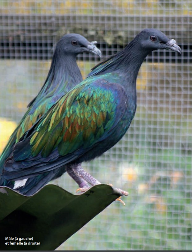 Revue d'août 2017 - couple nicobar à camail