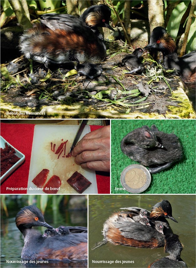 Revue de Juin 2017 - Le grèbe à cou noir