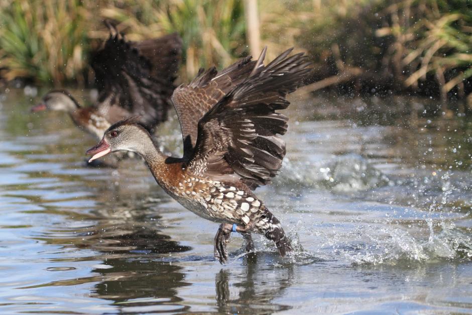 Dendrocygne Tacheté