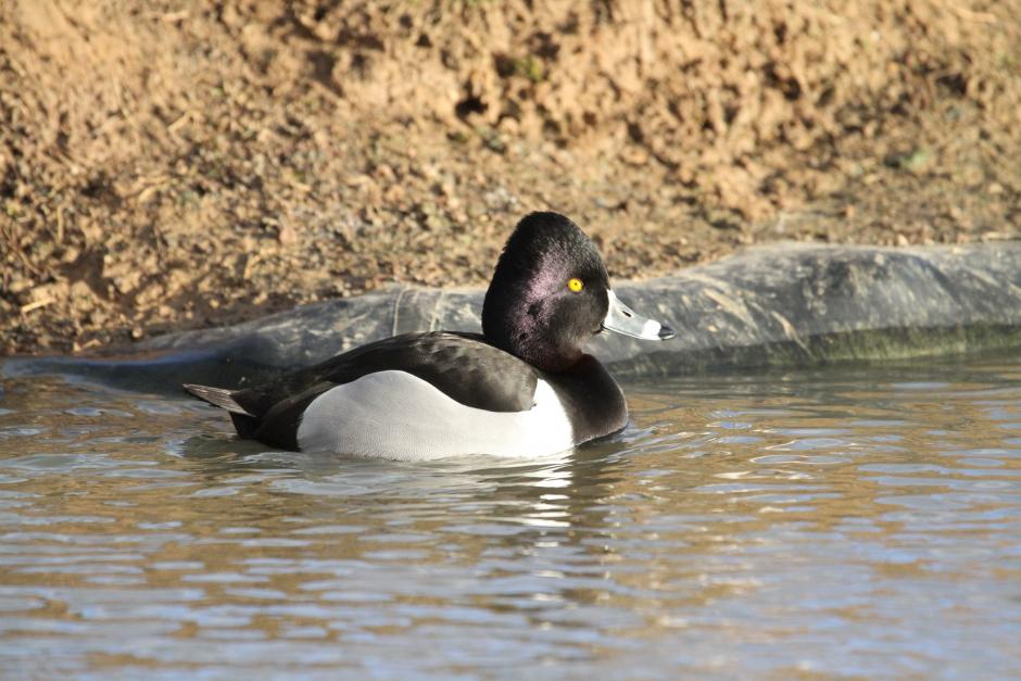 Morillon Bec Cerclé