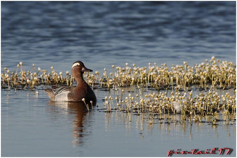 Mâle sarcelle d'été
