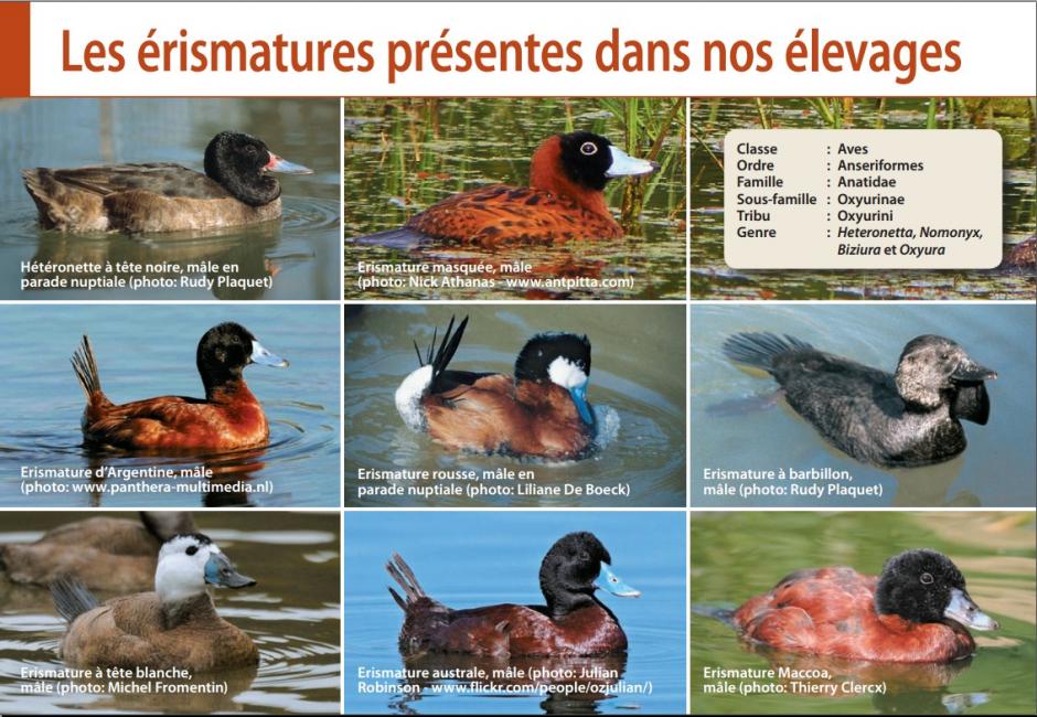 Les érismatures dans nos élevages