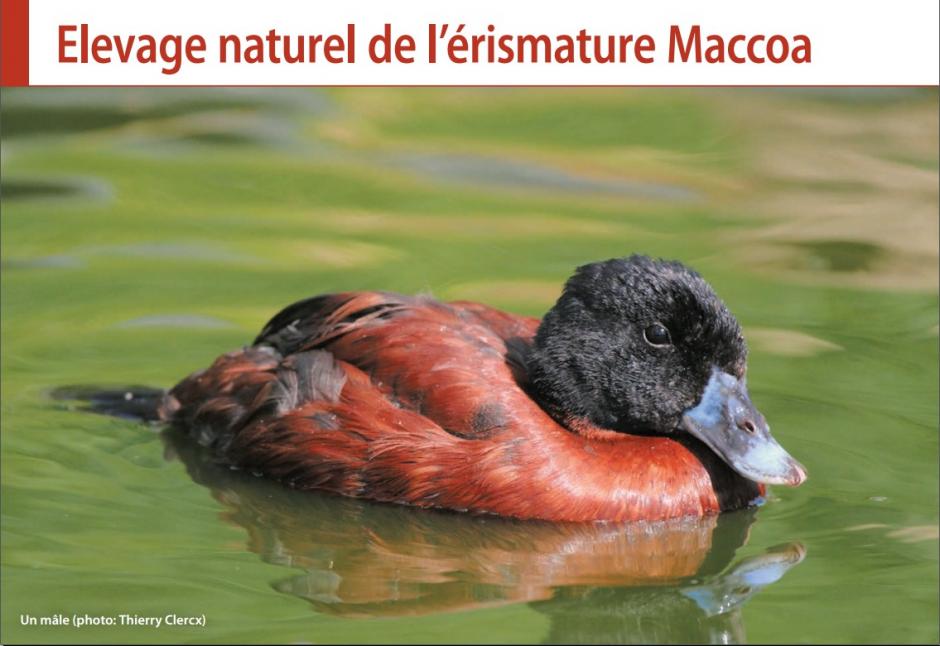 L'érismature Maccoa