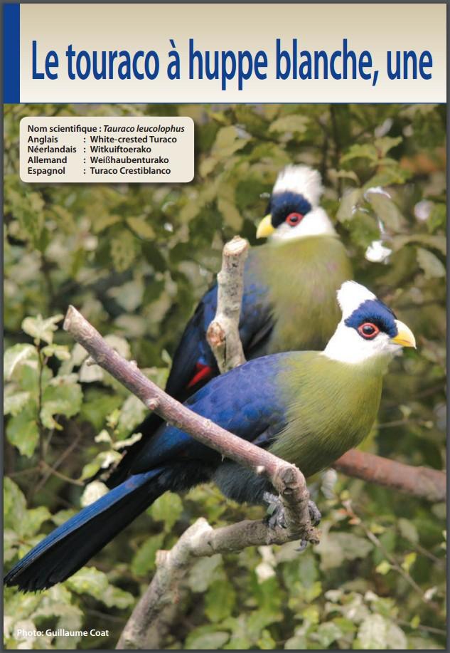 Le touraco à huppe blanche (extrait)