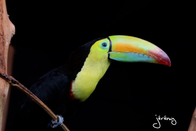 Concours photo Les autres oiseaux d'ornement, la photo gagnante