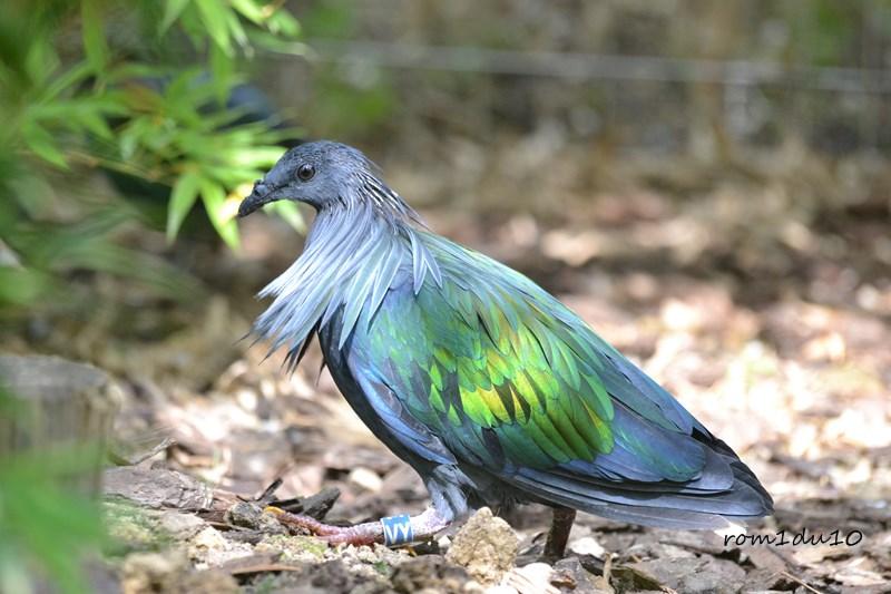 Concours photo Les colombes et tourelles exotiques, la photo gagnante