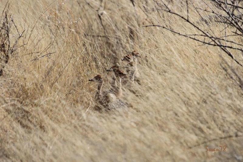 Concours photo les ratites, la photo gagnante