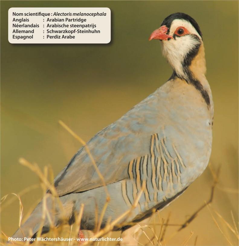 Perdrix à tête noire