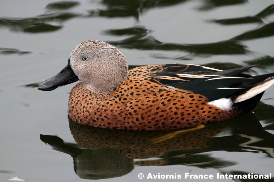Canard spatule ou souchet d'Argentine