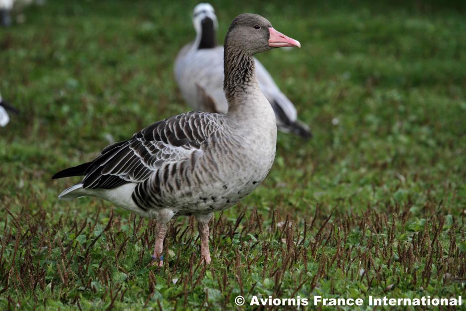 oie cendrée orientale