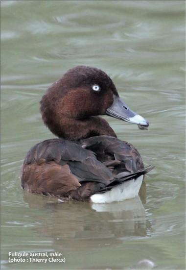 Fuligule austral