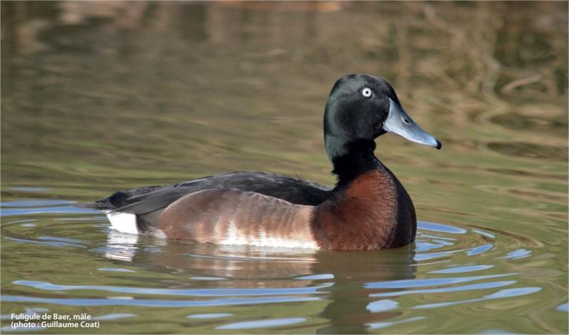 Fuligule de Baer