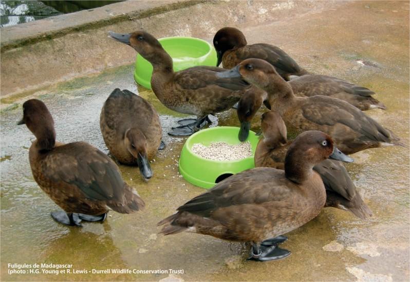 Fuligule de Madagascar