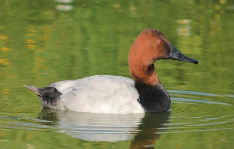 Fuligule à dos blanc