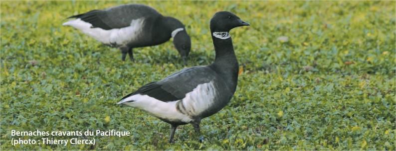 Bernache cravant du Pacifique