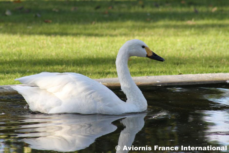 cygne de Bewick