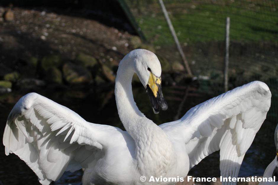 Cygne chanteur