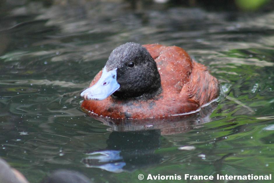 Érismature ornée ou d'Argentine