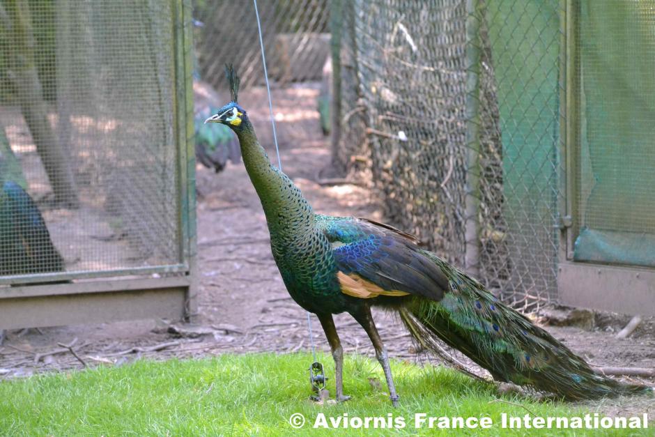 Paon spicifère Achat vente Annonces Aviornis.fr Paon spicifère Achat vente Annonces Aviornis.fr