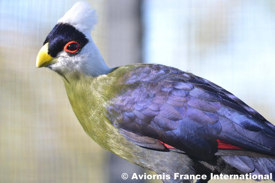 Touraco à huppe blanche