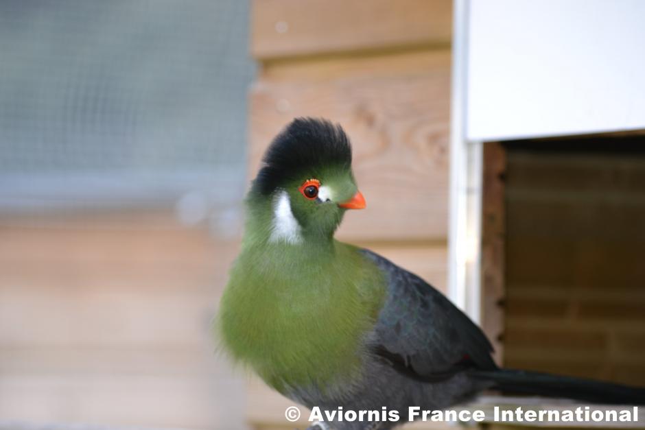 Touraco à joues blanches