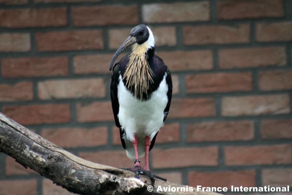 Ibis d'Australie ou à cou de paille