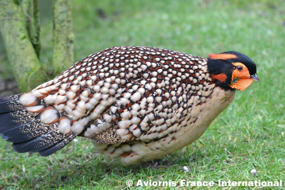 Tragopan de Cabot