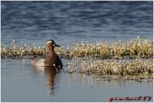 Mâle sarcelle d'été