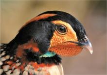 Revue d’août 2016 - Article sur Le tragopan de Cabot