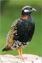 Revue d'octobre 2017 sur le francolin noir